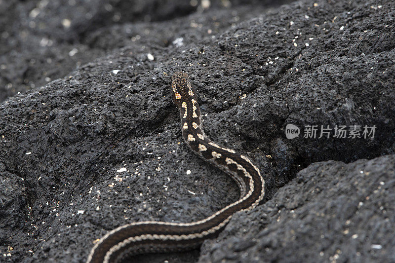 伊莎贝拉岛特有的加拉帕戈斯赛跑蛇(Pseudalsophis biserialis)